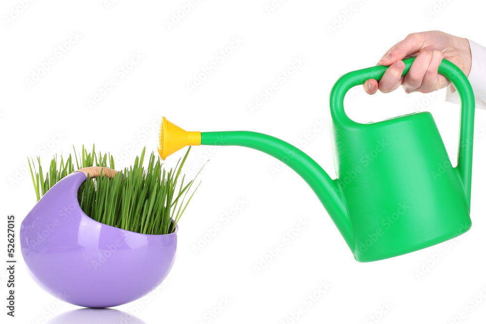 Obraz premium Green grass in decorative pot isolated on white