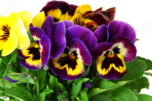 Fototapeta Naklejka Na Ścianę i Meble -  Beautiful pansies flowers isolated on a white