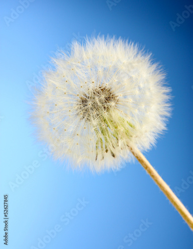 Beautiful dandelion with seeds on blue background