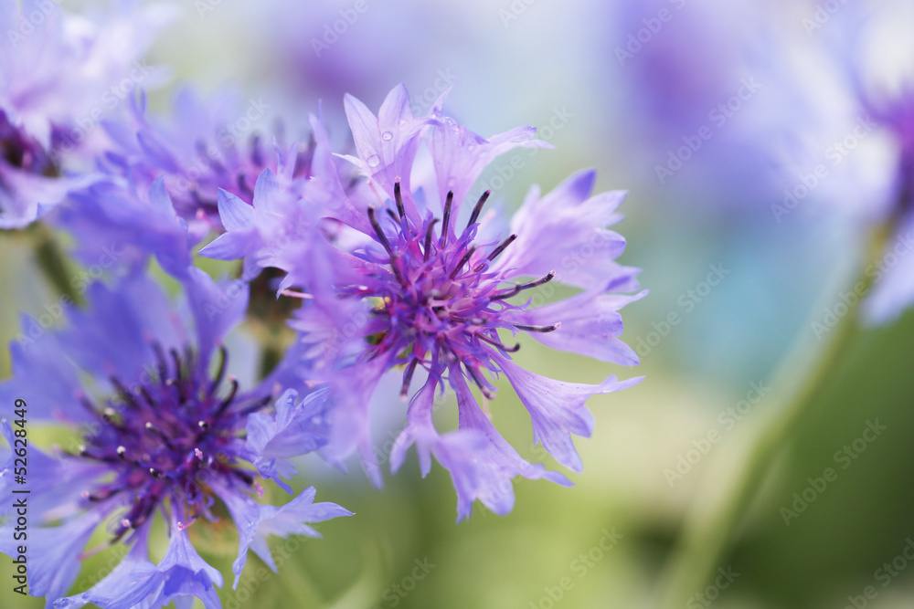 Beautiful cornflowers, outdoors Beautiful cornflowers, outdoors