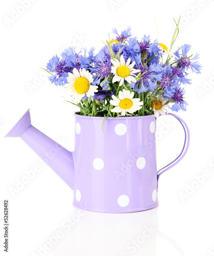 Bouquet of cornflowers and chamomiles in watering can, isolated