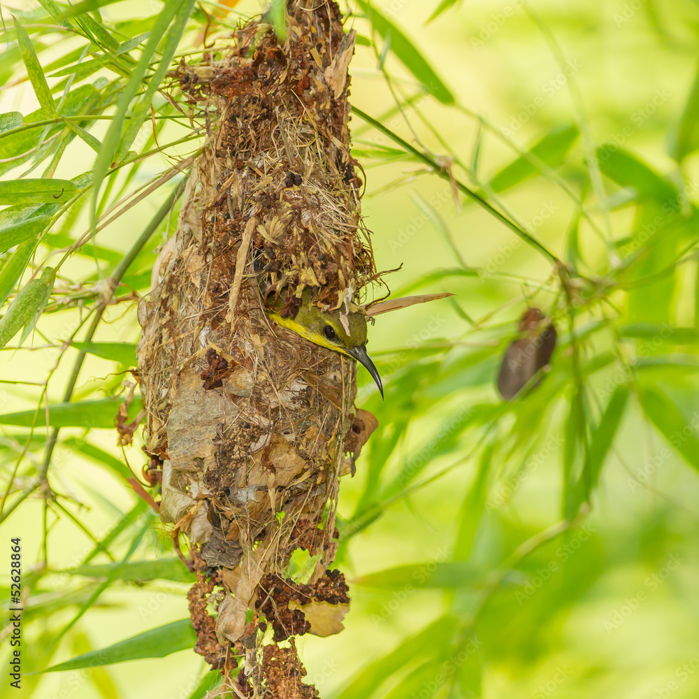 Female Olive-backed sunbird in her nest. Female Olive-backed sunbird in her nest.