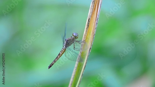 Wallpaper Mural dark dragonfly in the parks Torontodigital.ca