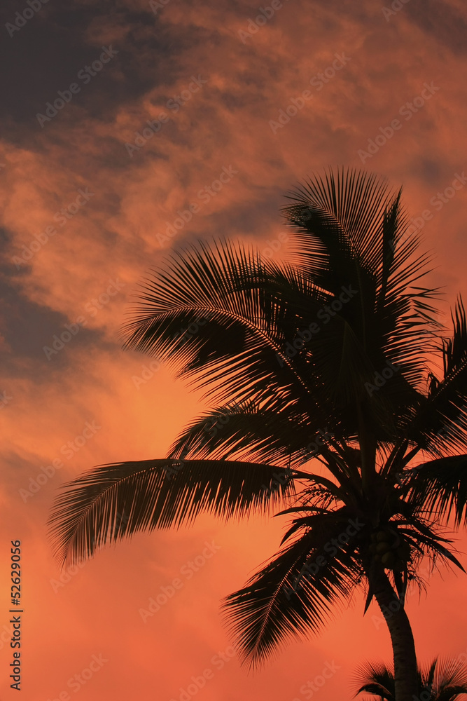 Silhouette of palm tree at sunset