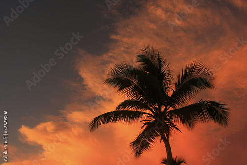 Silhouette of palm tree at sunset