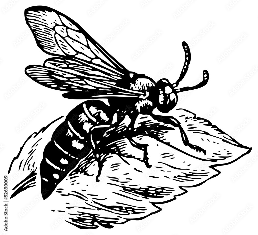 Obraz premium Wasp Dioxy scincta on the leaf