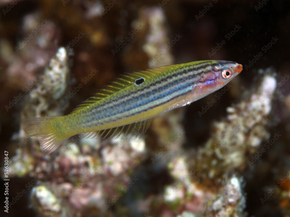 Fototapeta premium Minute wrasse