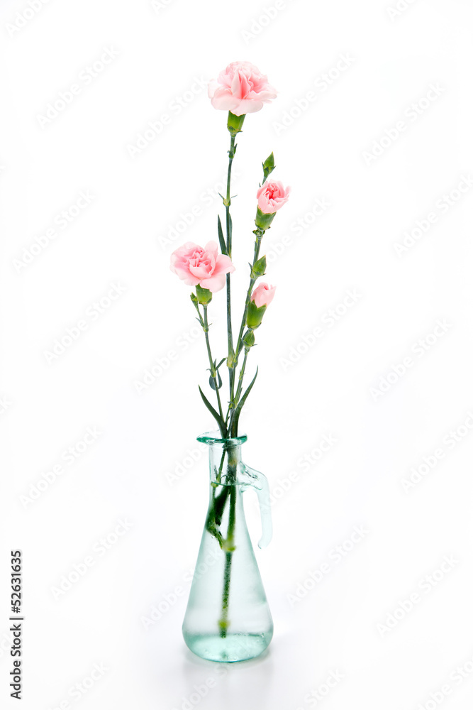 カーネーション カーネーション