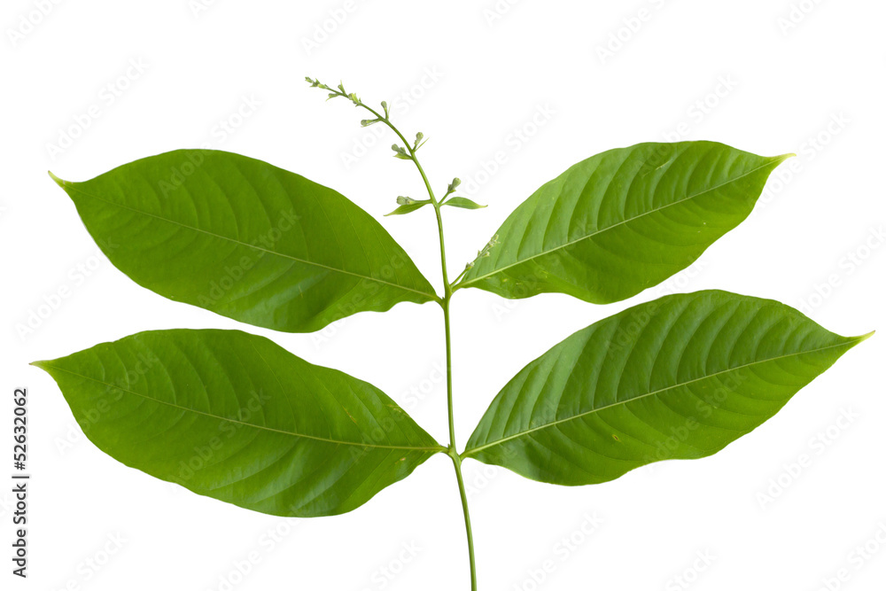 Leave and treetop on white Leave and treetop on white