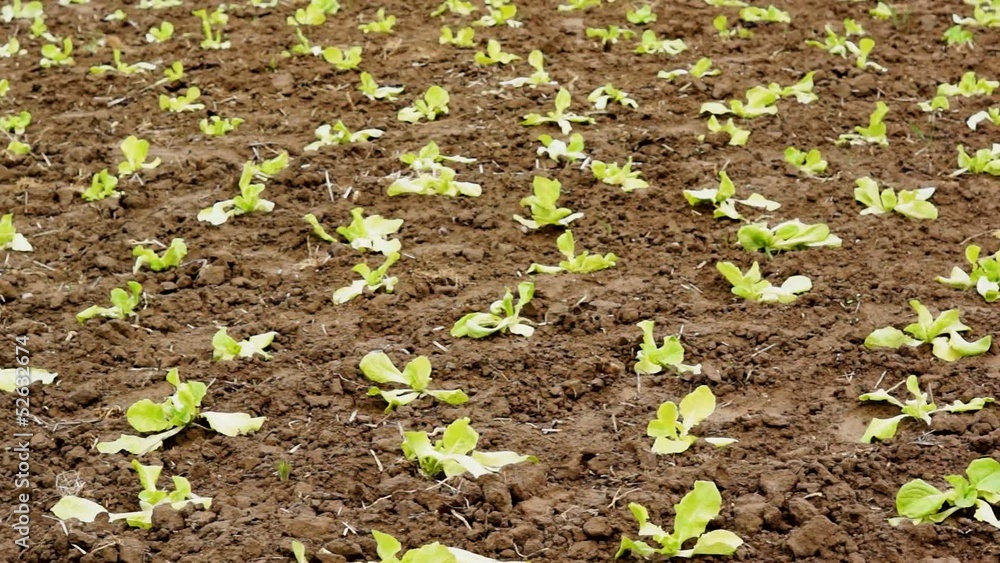 fresh vegetables growing in a field fresh vegetables growing in a field