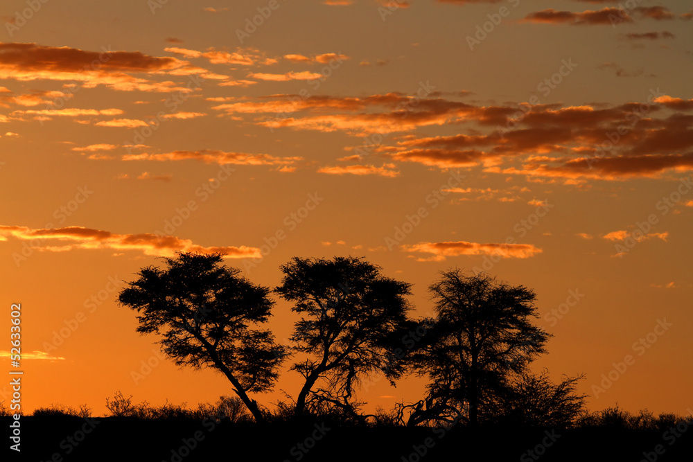 African sunset with silhouetted trees