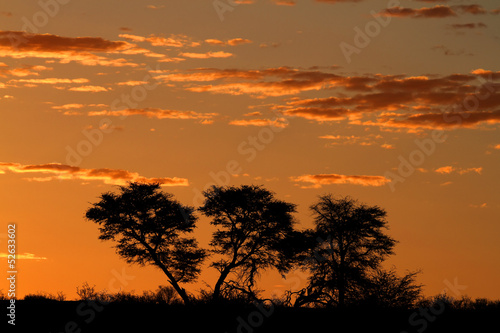 African sunset with silhouetted trees
