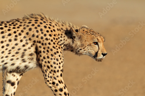 Stalking Cheetah, Kalahari desert