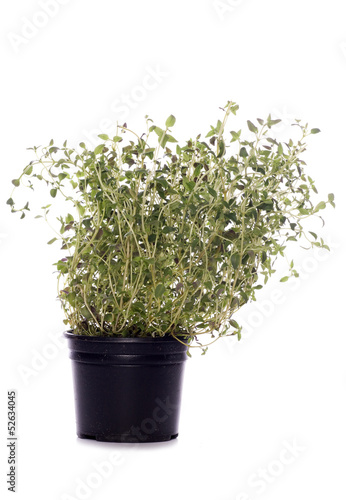 thyme herb plant pot