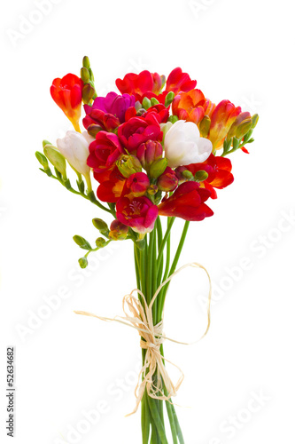posy of red freesia flowers