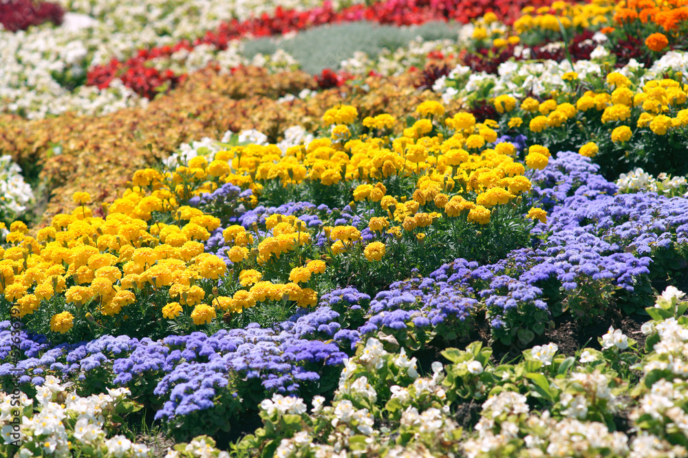 Colorful flowerbed