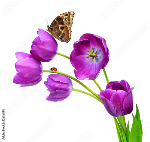 Fototapeta Naklejka Na Ścianę i Meble -  fresh purple tulips with butterfly morpho