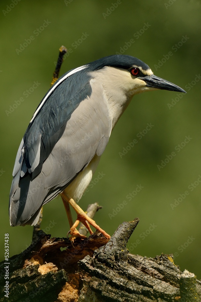 Fototapeta premium Nitticora