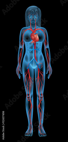 Human circulatory system