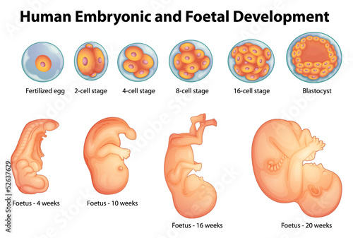 Valokuvatapetti Stages in human embryonic development