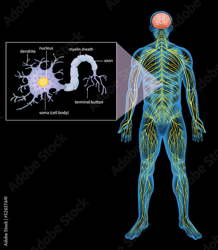 Human nervous system