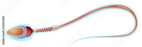 Sperm cell structure