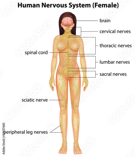 Human nervous system