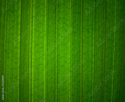 Dark green leaf texture
