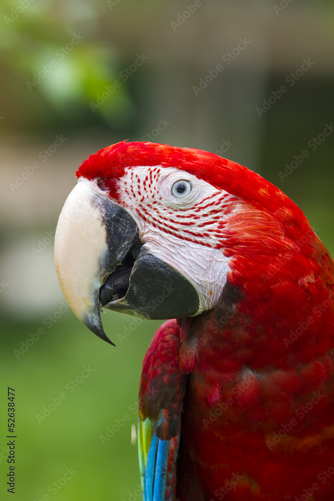 portrait of macaw