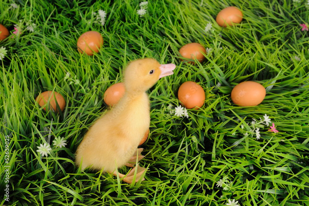 Fototapeta premium baby duck in green grass with eggs around