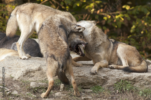 Auseinandersetzung unter Wölfen