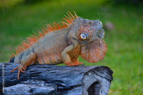 Iguana sitting on a tree trunk in Cozumel - Mexico.