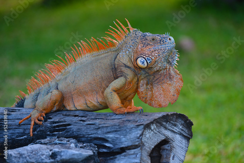Iguana sitting on a tree trunk in Cozumel - Mexico. photo