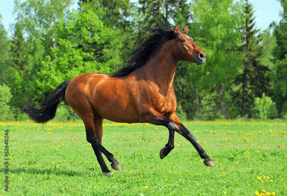 Fototapeta premium Horse gallops around the pasture