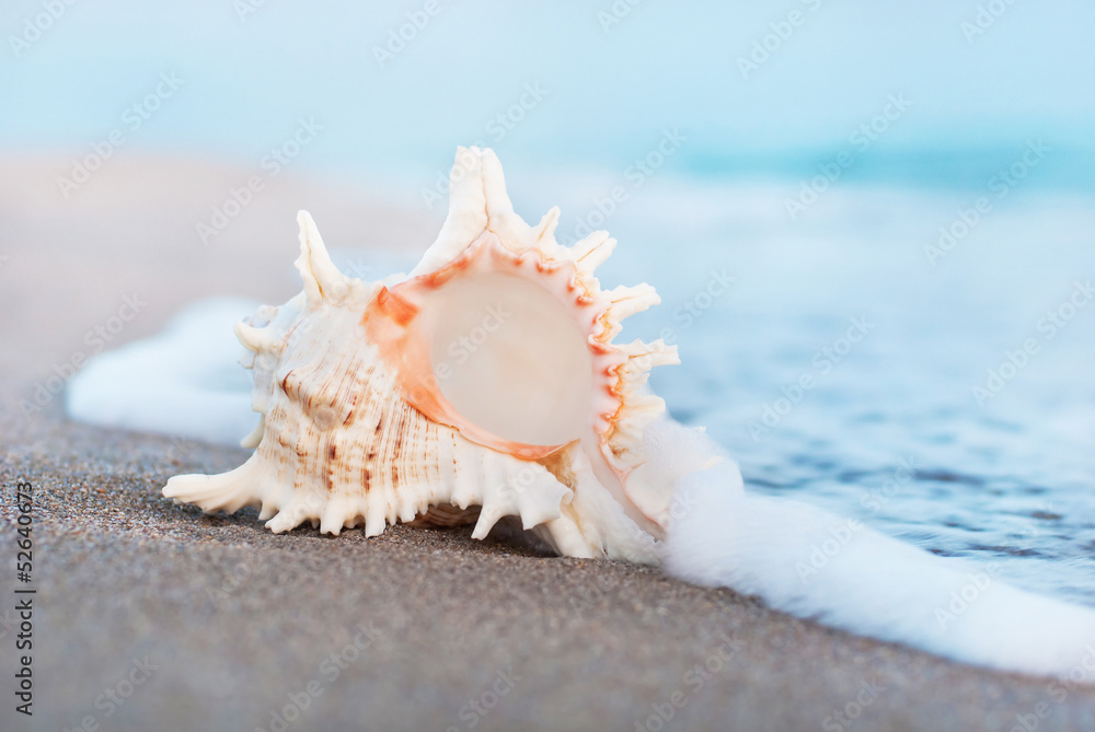 big seashell on sandy beach in wave splashes big seashell on sandy beach in wave splashes