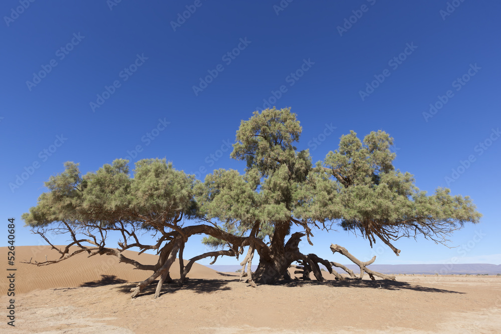 Obraz premium A single Tamarisk tree (Tamarix articulata) in the Sahara desert