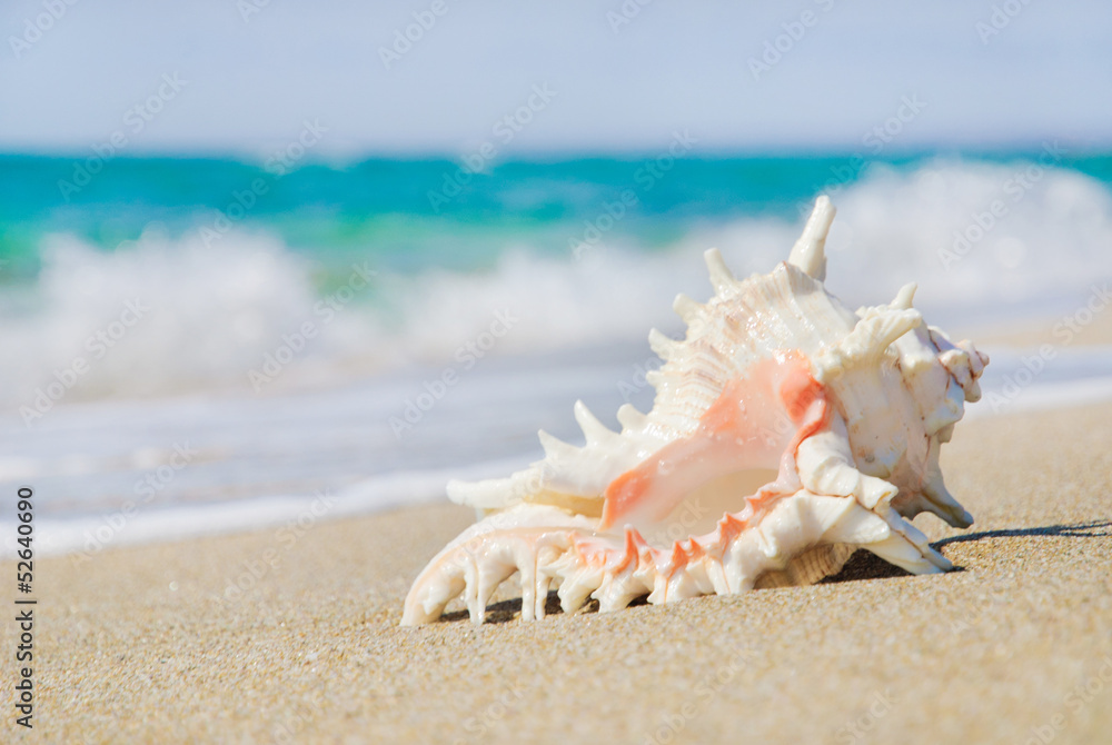 big seashell on sandy beach in wave splashes big seashell on sandy beach in wave splashes