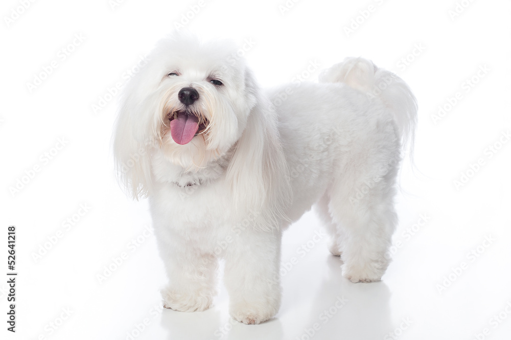 White Dog Laughing