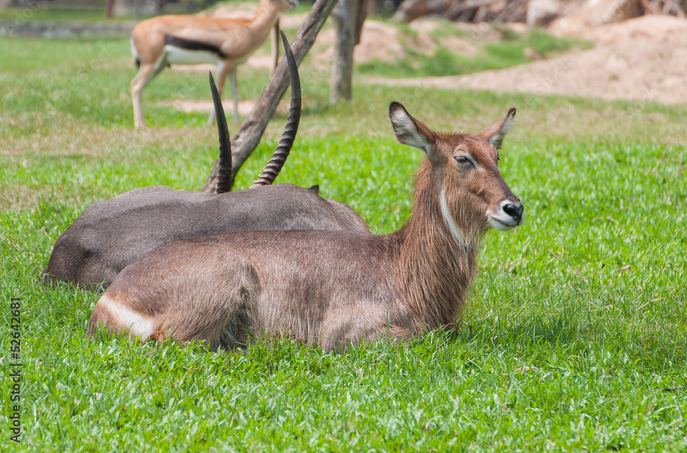 Fototapeta premium Eland
