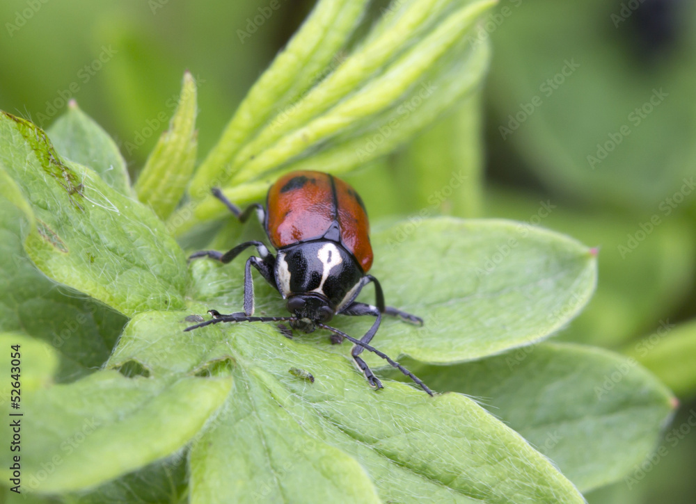 beetles (Chrysomelidae) beetles (Chrysomelidae)