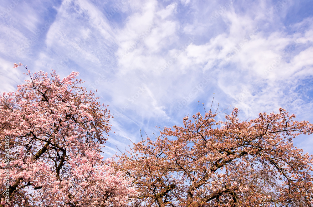 Blossoming tree branches in springtime Blossoming tree branches in springtime