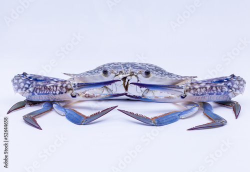 Fresh blue swimmer crab .