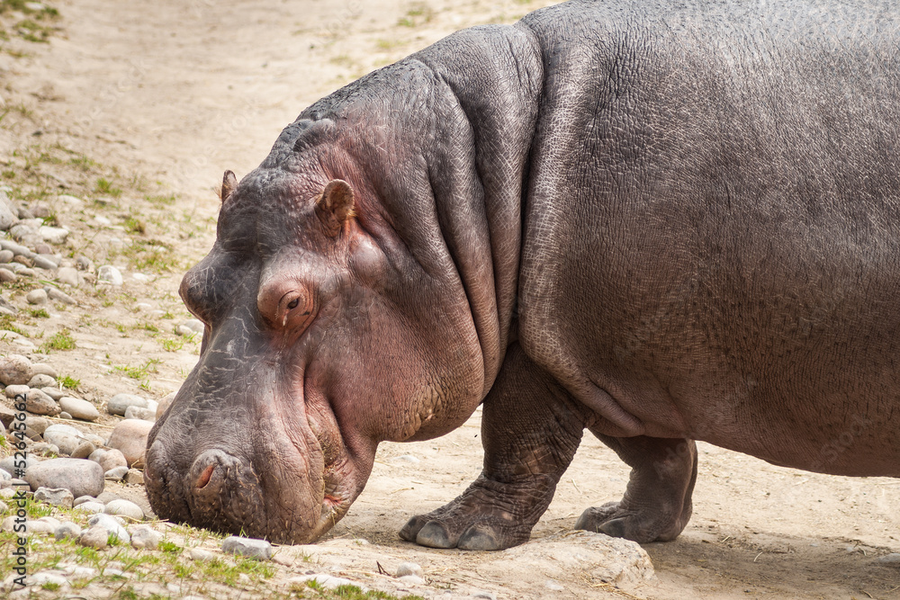 Hippopotamus sniffing for food on the ground Hippopotamus sniffing for food on the ground
