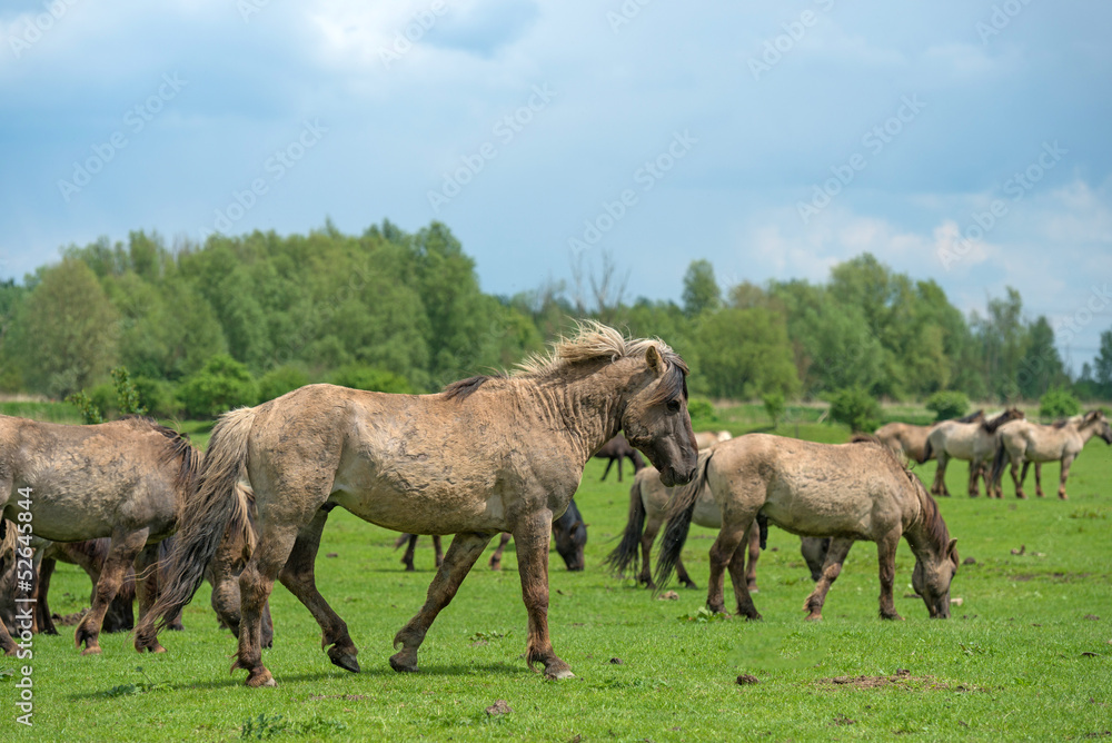 Konik horse walking in a field in spring Konik horse walking in a field in spring