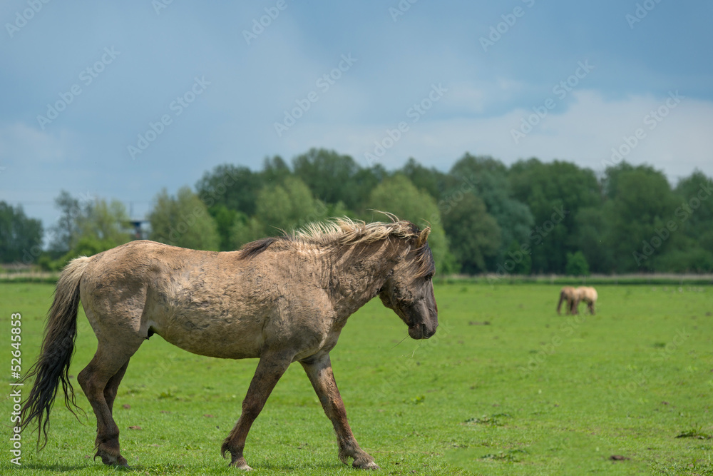 Konik horse walking in a field in spring