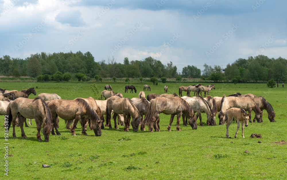 Herd of Konik horses in nature in spring Herd of Konik horses in nature in spring