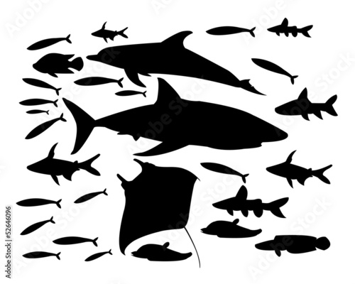 underwater world of fish