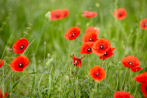 Field of Corn Poppy Flowers Papaver rhoeas in Spring