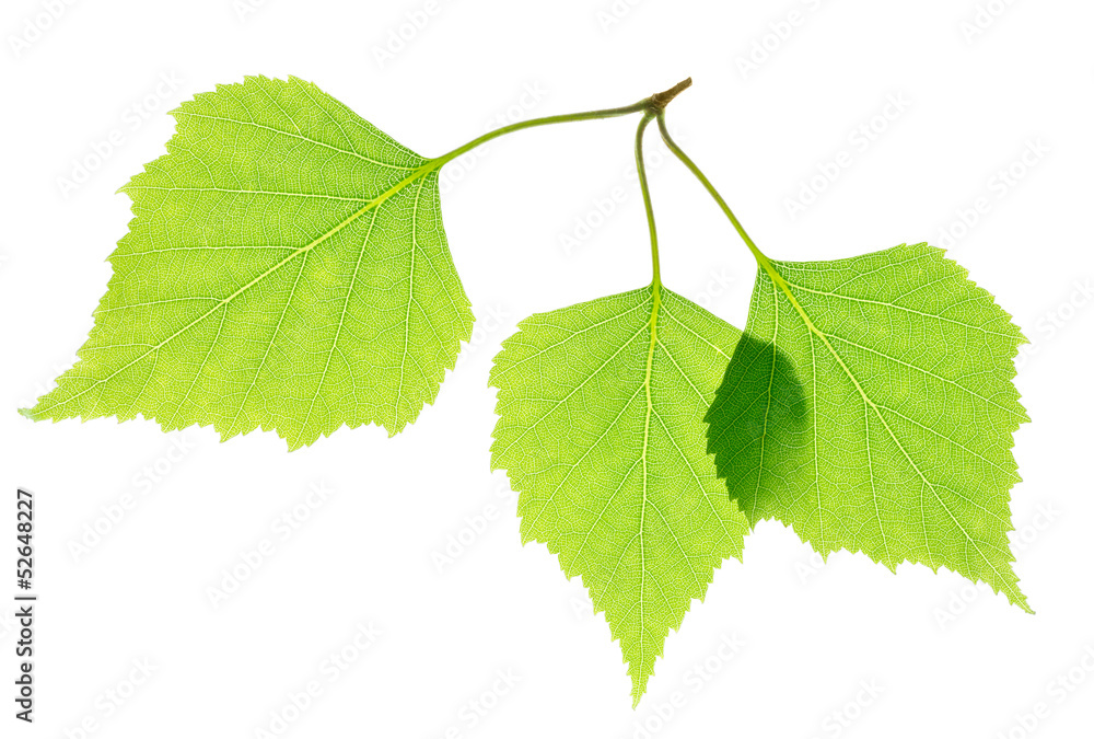 Obraz premium Green birch leaves isolated
