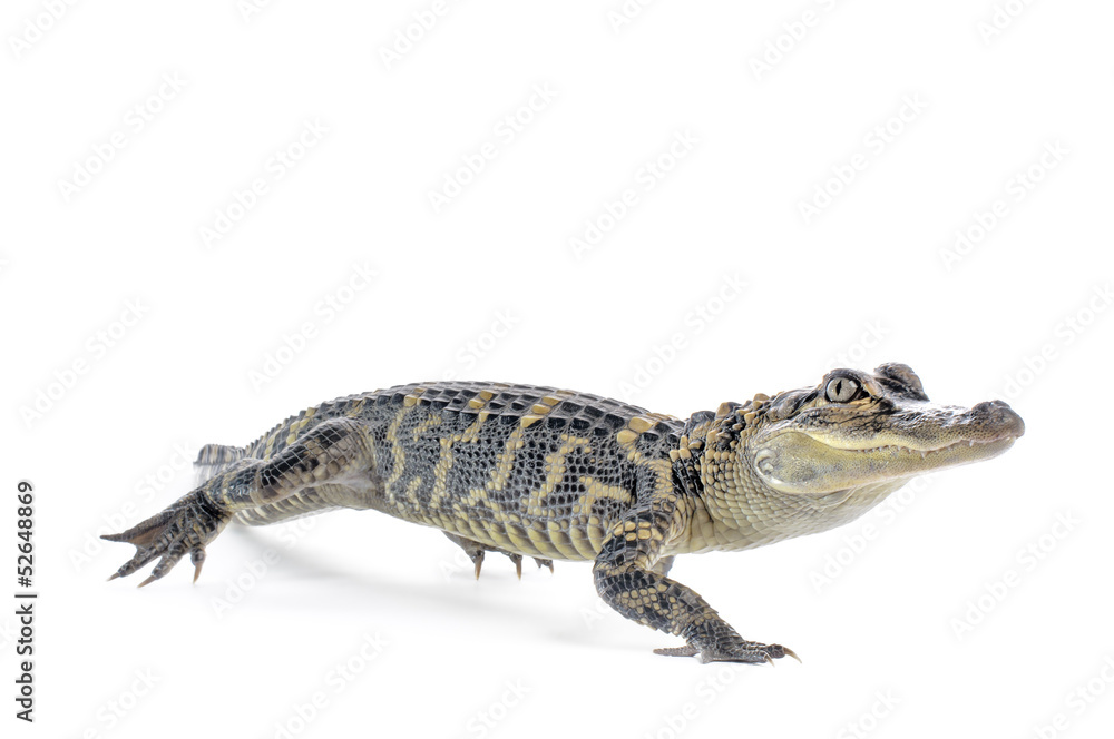 Fototapeta premium American Alligator